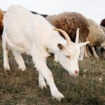 Goat vs sheep comparison showing live goat and sheep highlighting physical differences