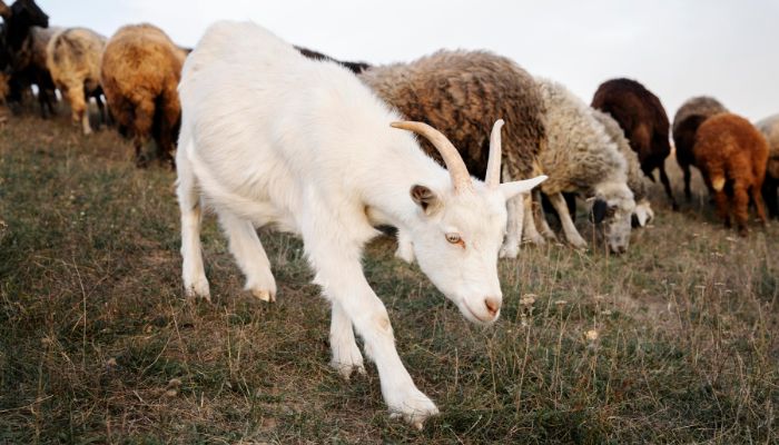 Goat Mutton vs Sheep Meat: What Buyers S